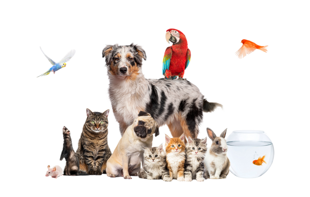 Verspielte Heimtier-Mischung mit Hund, Katzen, Kaninchen und Papagei sowie Fischen im Glas; bunte Farben auf schwarzem Hintergrund.