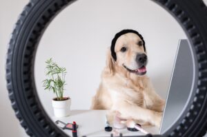 Hellbeiger Hund mit schwarzer Mütze sitzt an einem Tisch vor Kosmetik-Accessoires, während der Blick auf den Monitor fällt.