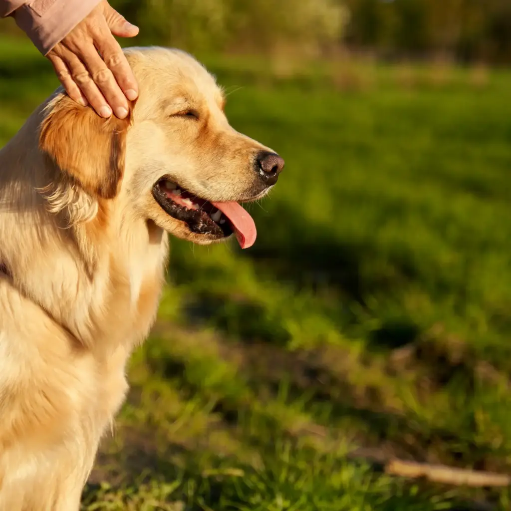 Sanftes Streicheln eines Golden Retrievers mit handnaher Zuneigung in warmem Licht, goldenes Fell vor grünem Hintergrund im Freien.