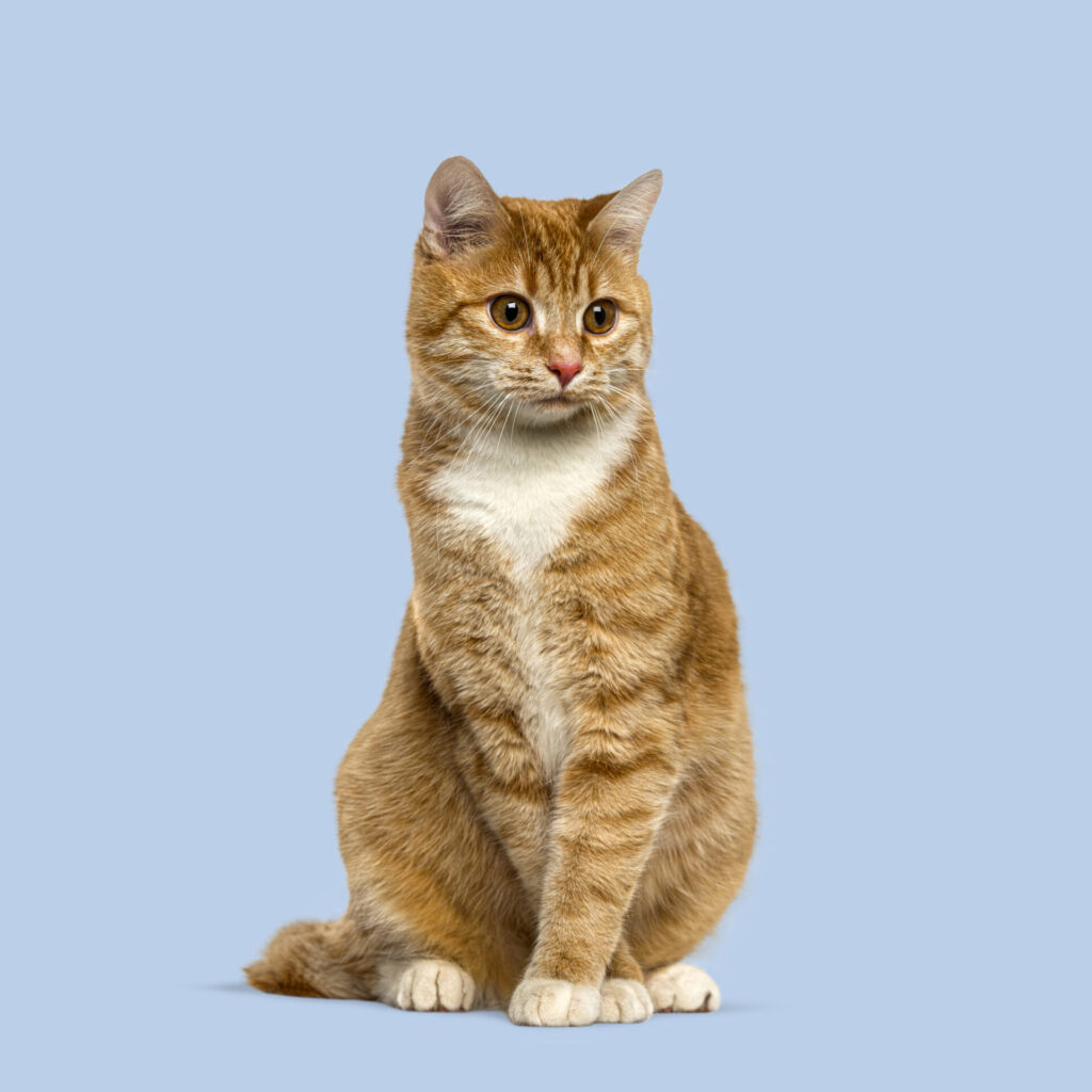 Rotbraune Katze sitzt auf hellblauem Hintergrund, Blick zur Seite gerichtet, große Augen und deutlich gestreiftes Fell für starke Aufmerksamkeit.