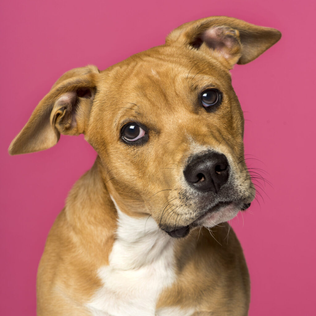 Nahaufnahme eines American Staffordshire Terriers mit warmem braunem Fell und wachen Augen vor kräftig pinkem Hintergrund, Heimtier-Feeling pur.