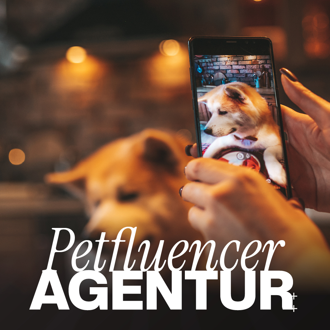 Hunde-Contentaufnahme: Ein Hund wird auf einem Smartphone-Bildschirm gezeigt, während eine Person das Telefon hält; Bezug zu Petfluencer Marketing und Luxregia als Agentur